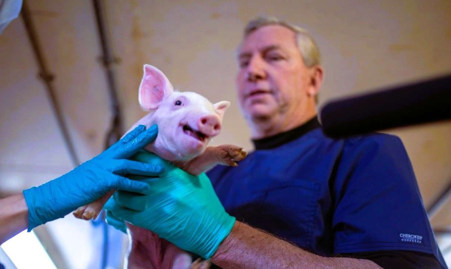 نقل كلية خنزير إلى البشر