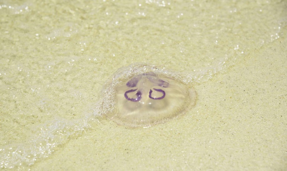 الإسعافات الأولية للسعة قنديل البحر