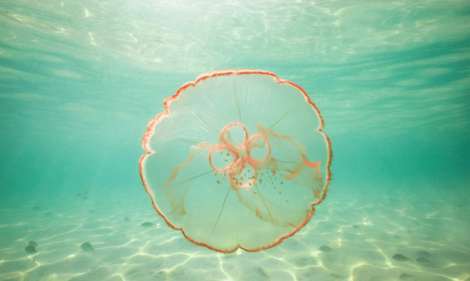 قنديل البحر