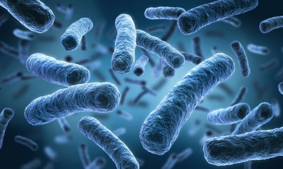 سالمونيلا الخيار