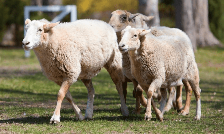 أعراض ومضاعفات داء البروسيلات