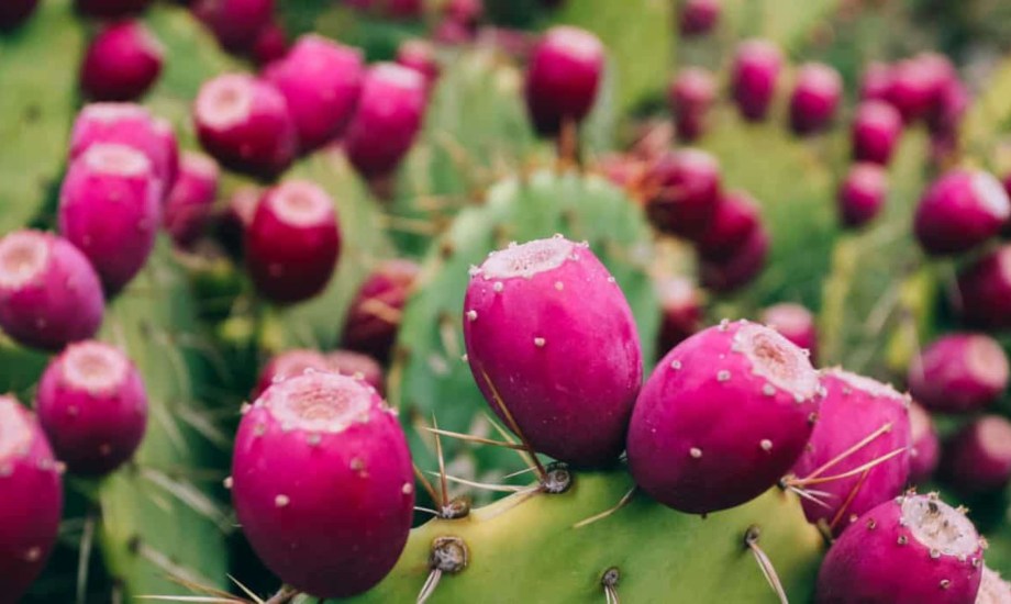 فوائد صحية لتناول التين الشوكي