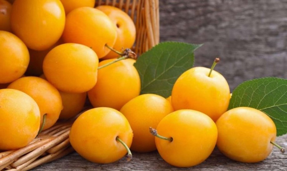 فوائد البرقوق الأصفر في حرق الدهون وخسارة الوزن