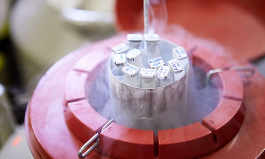 تجميد البويضات في النيتروجين السائل