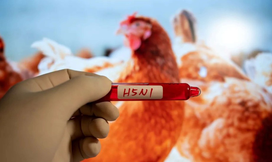 طرق انتشار عدوى إنفلونزا الطيور