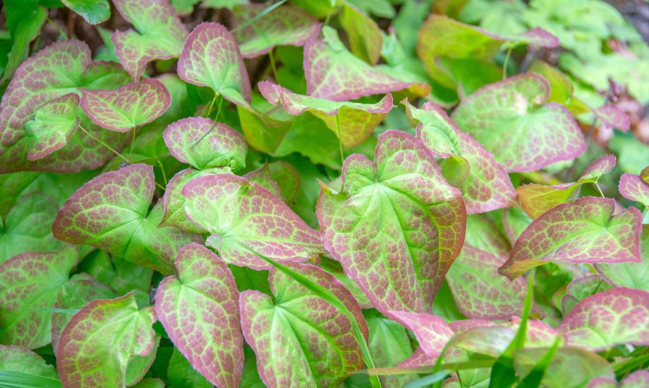 فوائد عشبة العنزة للرجال