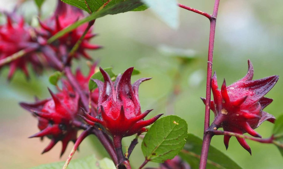 فوائد الكركديه للنساء 