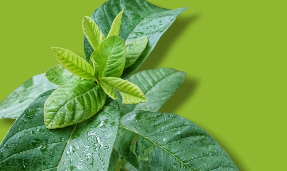 أوراق الجوافة علاج تكميلي لضعف الانتصاب