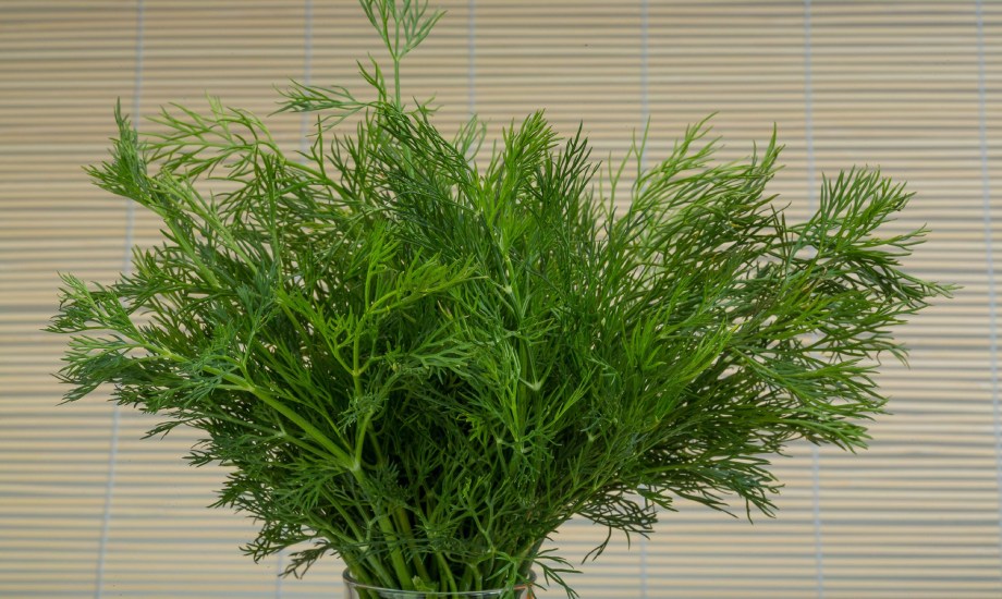 4 فوائد مذهلة عند تناول كوب من الشمر يوميا