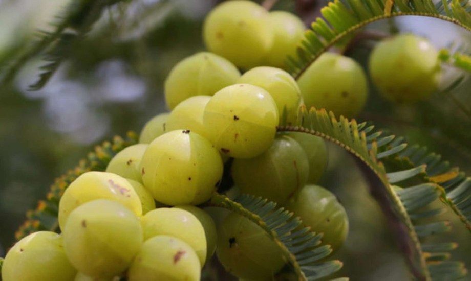 فوائد صحية لبذور الأملج