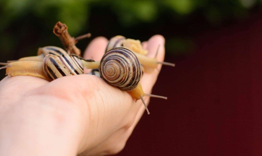 4 آثار جانبية لتطبيق الحلزون على الوجه.. احذري الإفراط في استخدامه