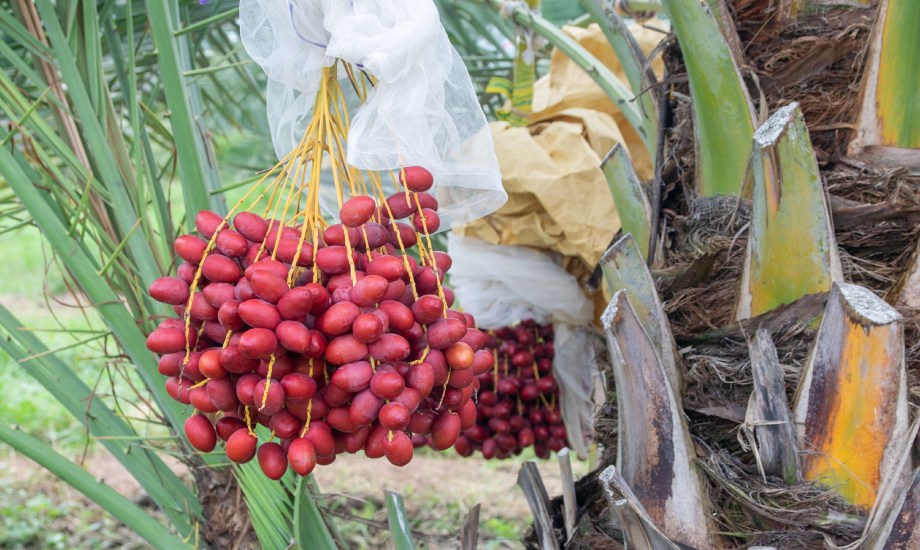 فوائد البلح الأحمر.. 10 تأثيرات إيجابية تجعلك تتناوله يومياً