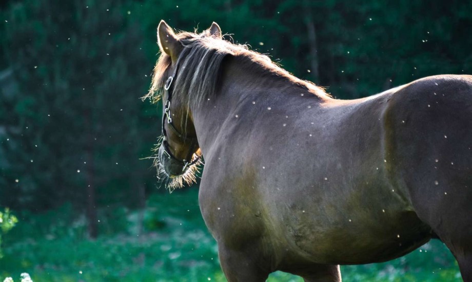 التهاب الدماغ الخيلي الشرقي في أمريكا