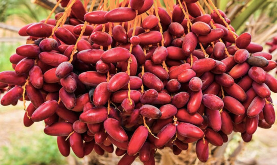 فوائد البلح الأحمر للنساء.. ماذا يحدث للجسم عند تناوله بانتظام؟