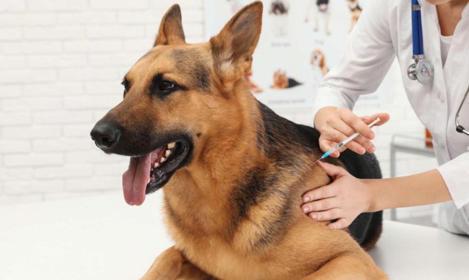 اليوم العالمي لداء الكلب
