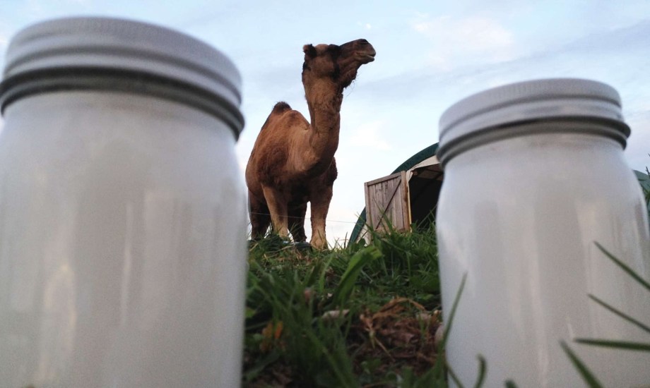 فوائد حليب الإبل للبشرة