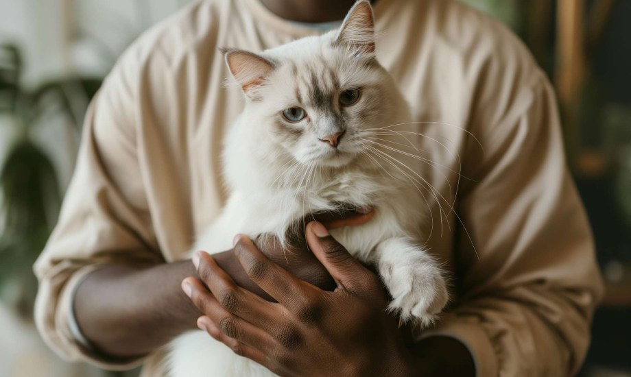 تعرف على الفوائد النفسية لتربية القطط