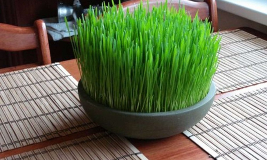 فوائد عشبة القمح للرجال