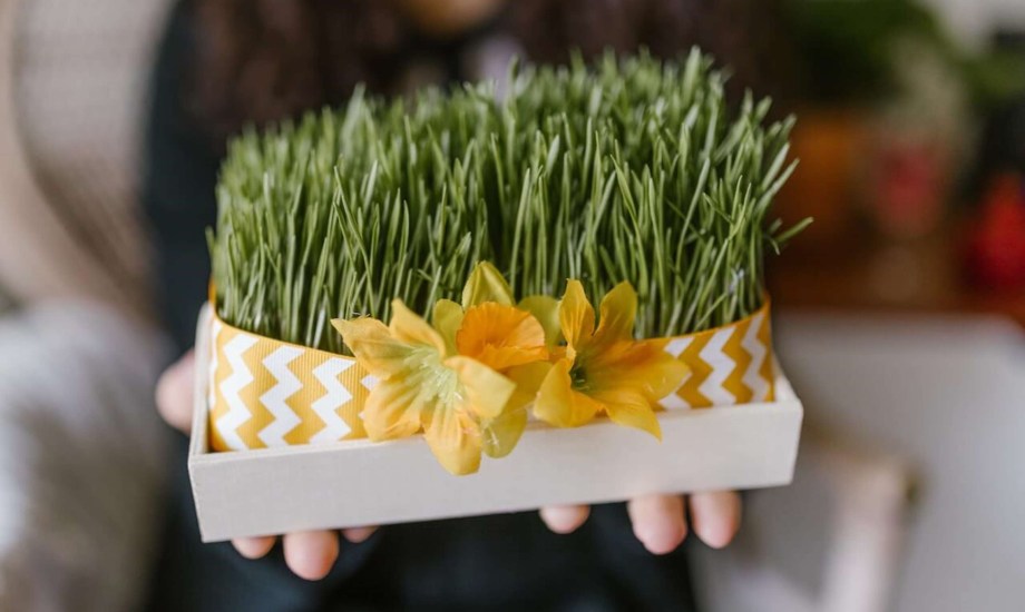 فوائد عشبة القمح للبشرة