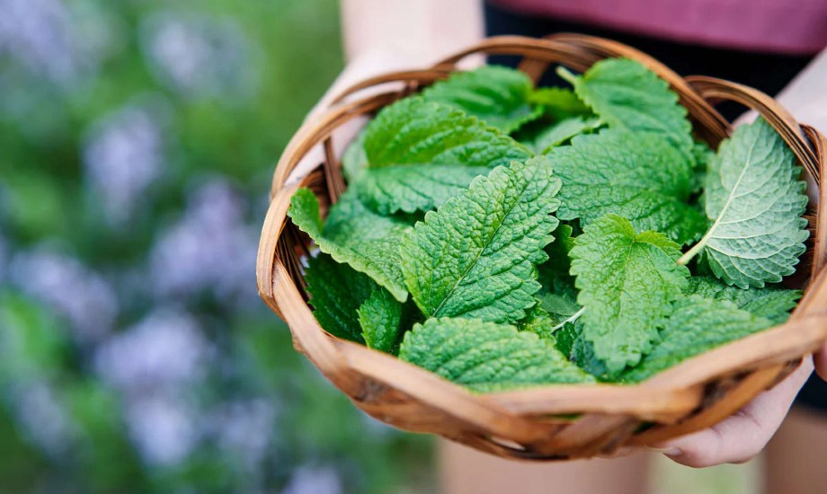 فوائد عشبة بلسم الليمون للشعر