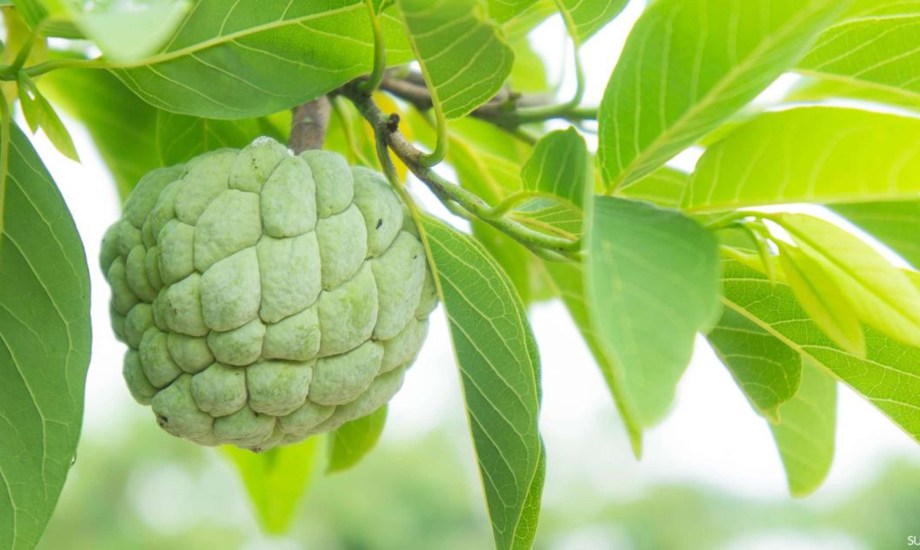 فوائد فاكهة القشطة للبشرة