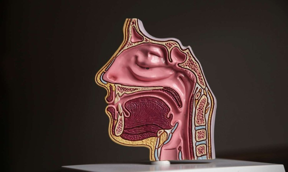 عقيدات الأحبال الصوتية