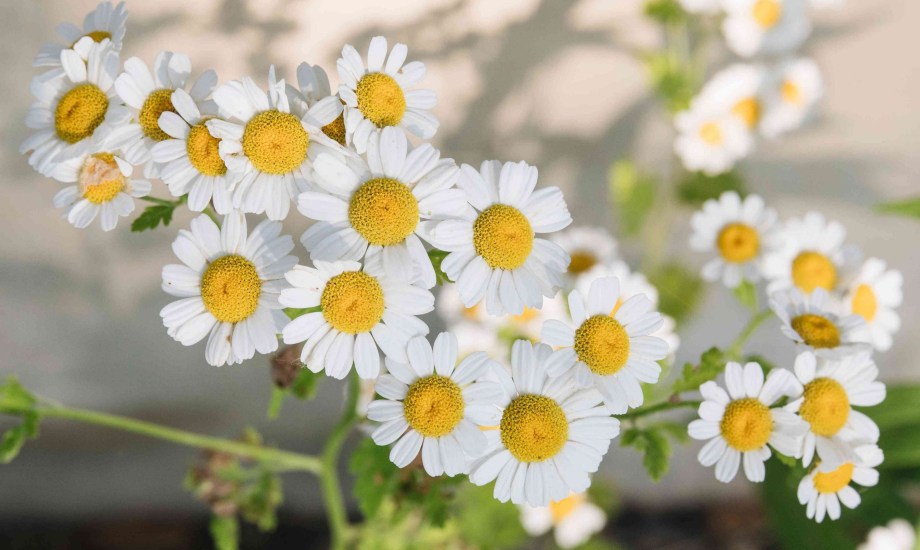 فوائد البابونج للبشرة