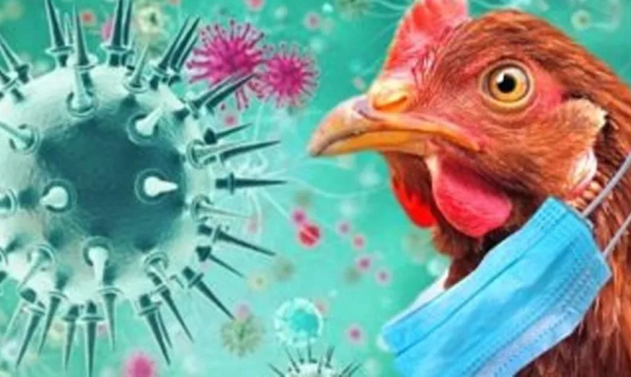 5 طرق تنقل إنفلونزا الطيور إلى البشر