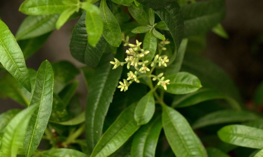 فوائد اللويزة الليمونية للصحة النفسية والجسدية