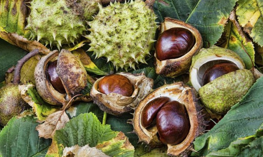 فوائد بندق الساحرة للبشرة