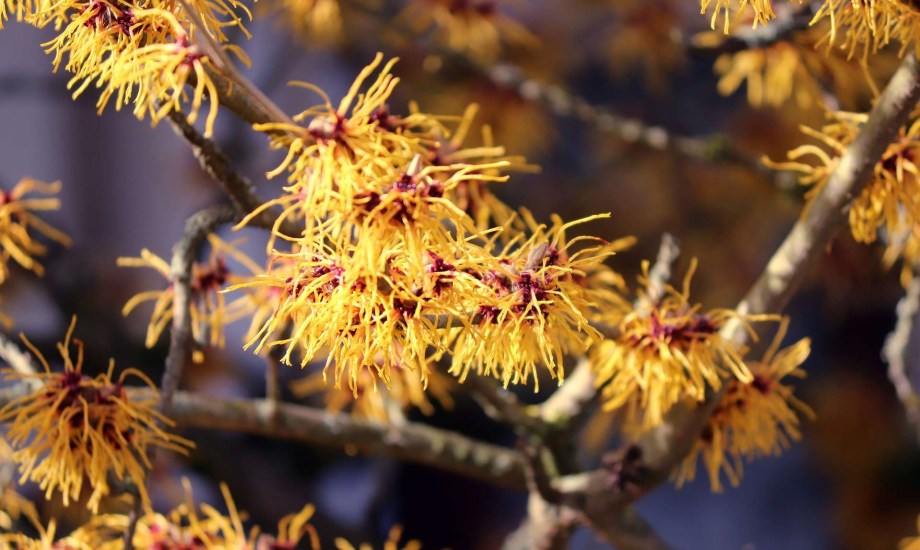 احتياطات قبل استخدام نبات بندق الساحرة