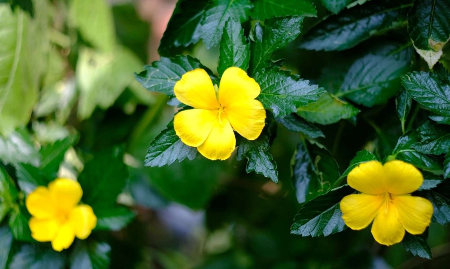 فوائد نبات الدميانة