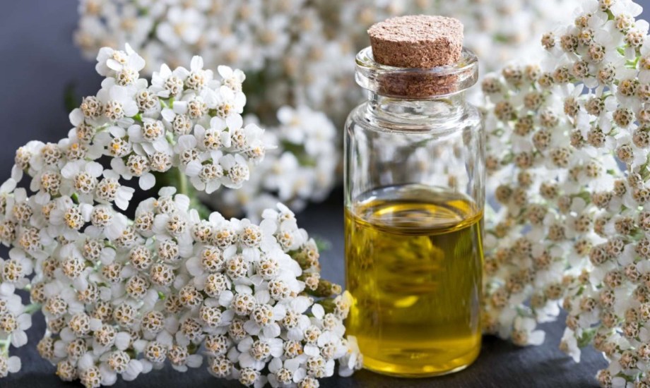 الاستخدامات الصحية لعشبة اليارو