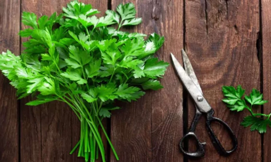 فوائد البقدونس للجسم