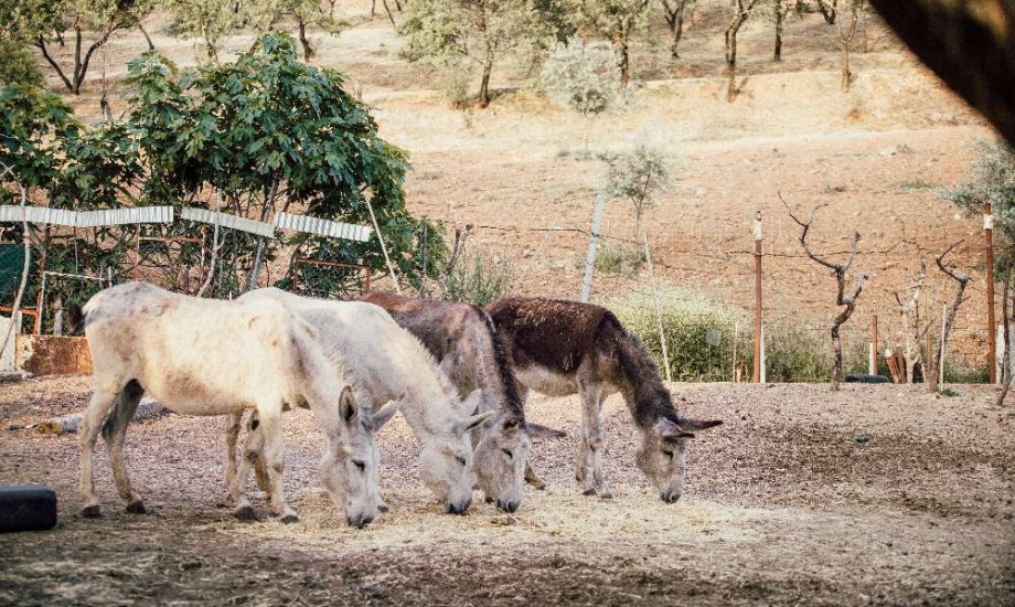 فوائد حليب الحمار وآثاره الجانبية