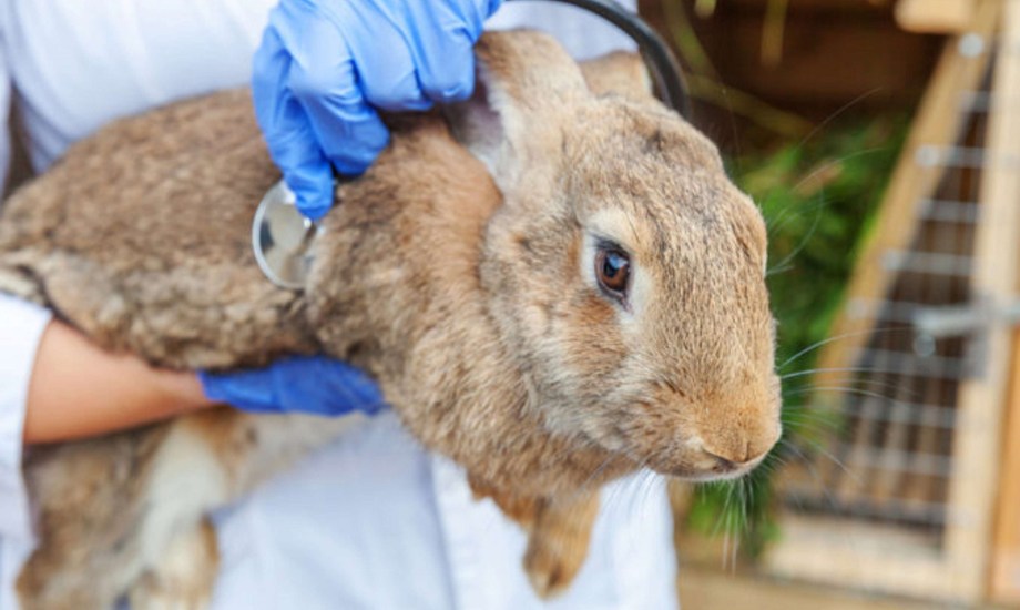 الفئات الأكثر عرضة لحمى الأرانب