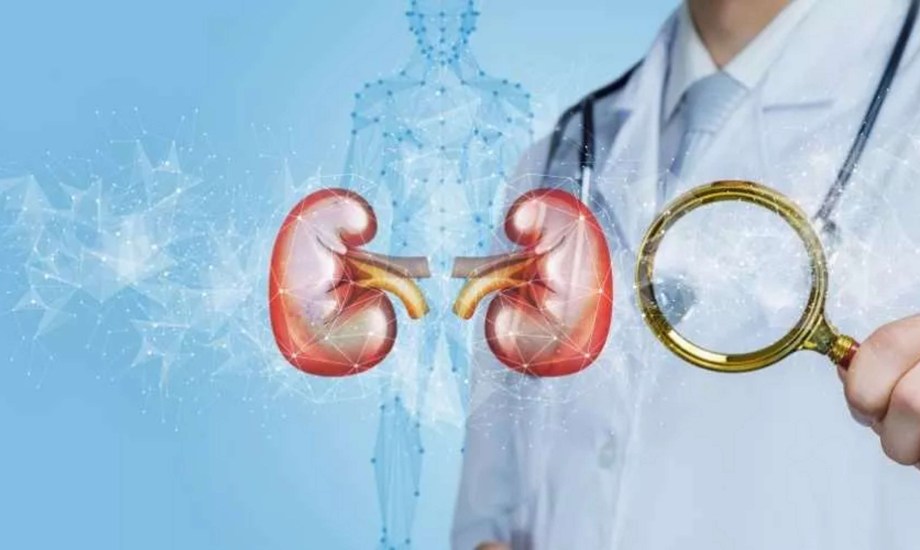 ما علاقة فيروس HMPV بصحة الكلى؟