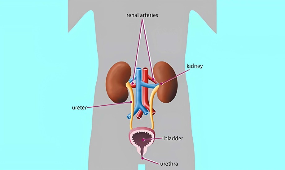 3 عوامل شائعة تسبب تشنجات المثانة