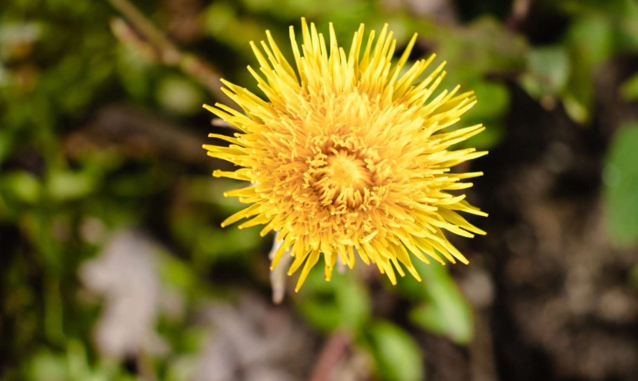 مصادر نبات الروديولا