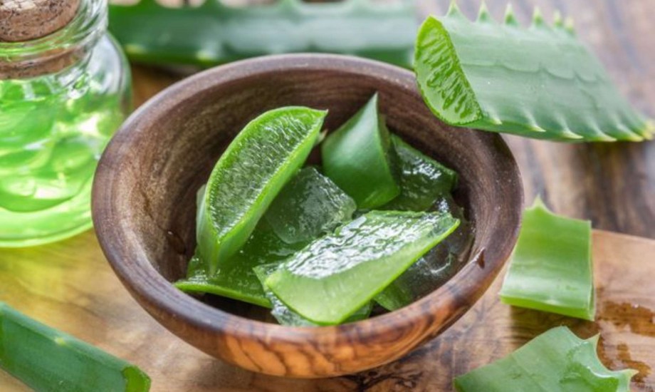 الصبار دواء المصريون القدماء في علاج العديد من الأمراض