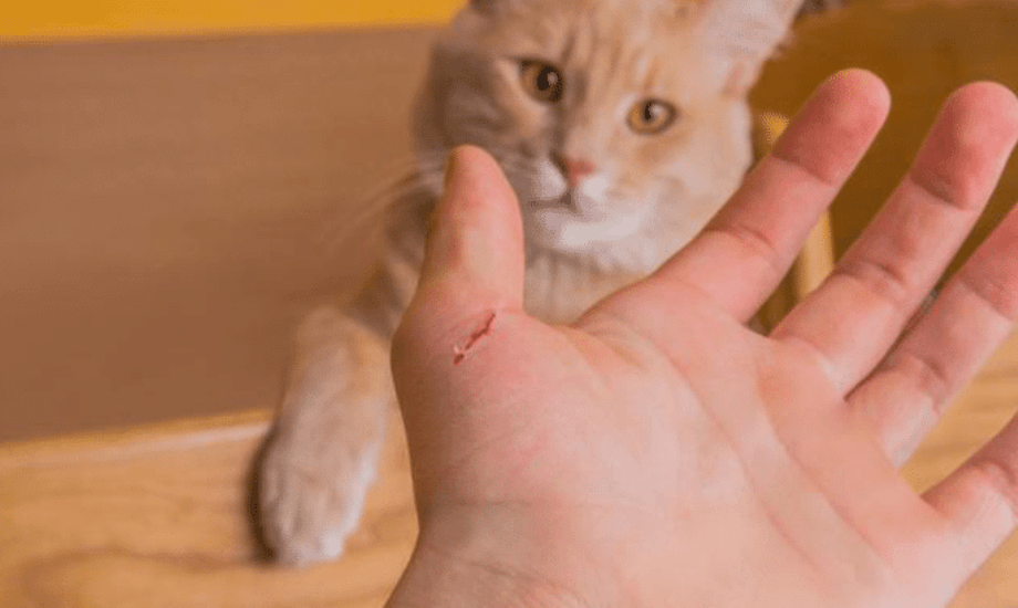 أعراض مرض خدش القطة ومضاعفاته وكيفية علاجه