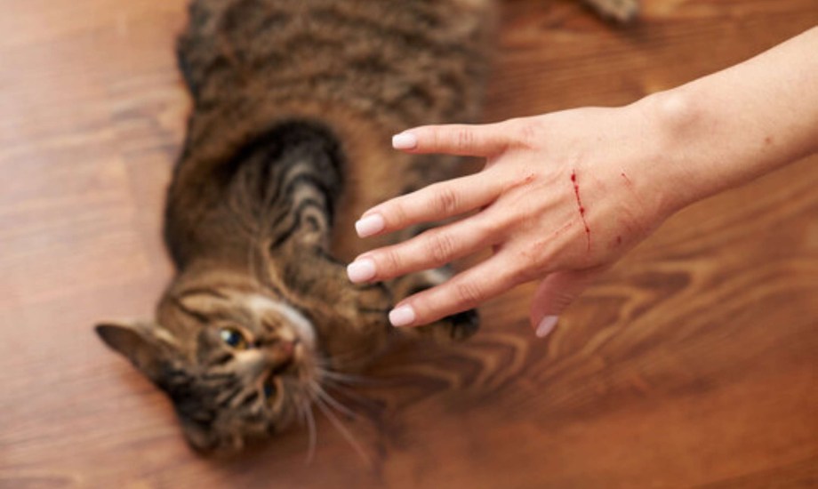 أعراض مرض خدش القطة والفئات الأكثر عرضة له