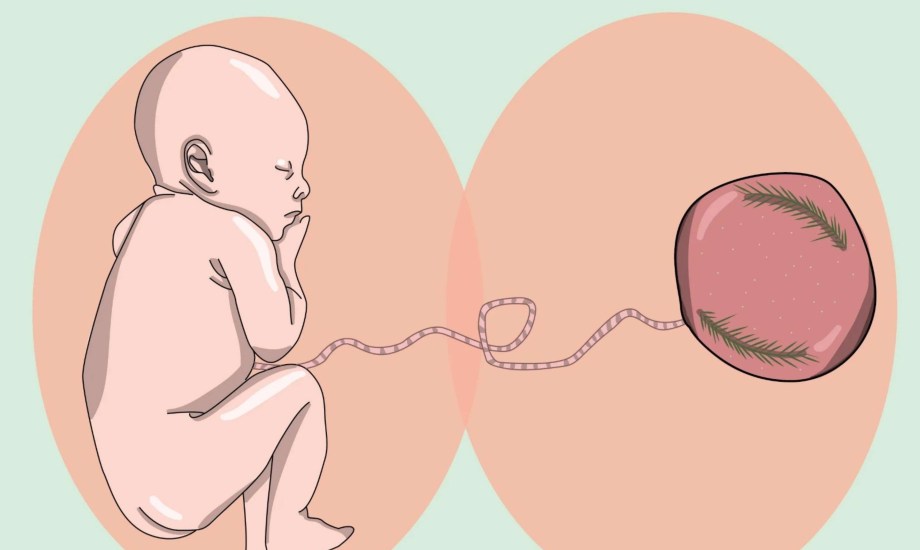 مخاطر ومضاعفات ولادة اللوتس