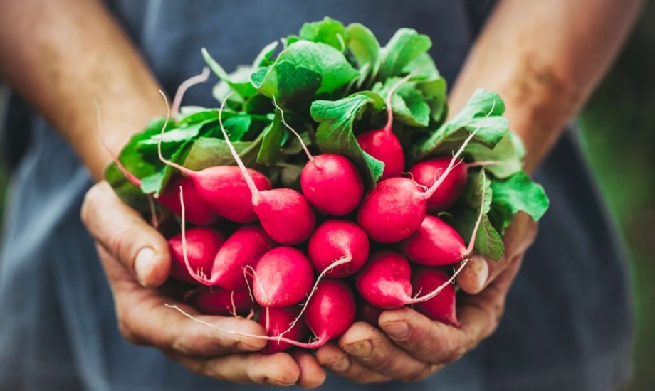 الآثار الجانبية ومخاطر تناول الفجل