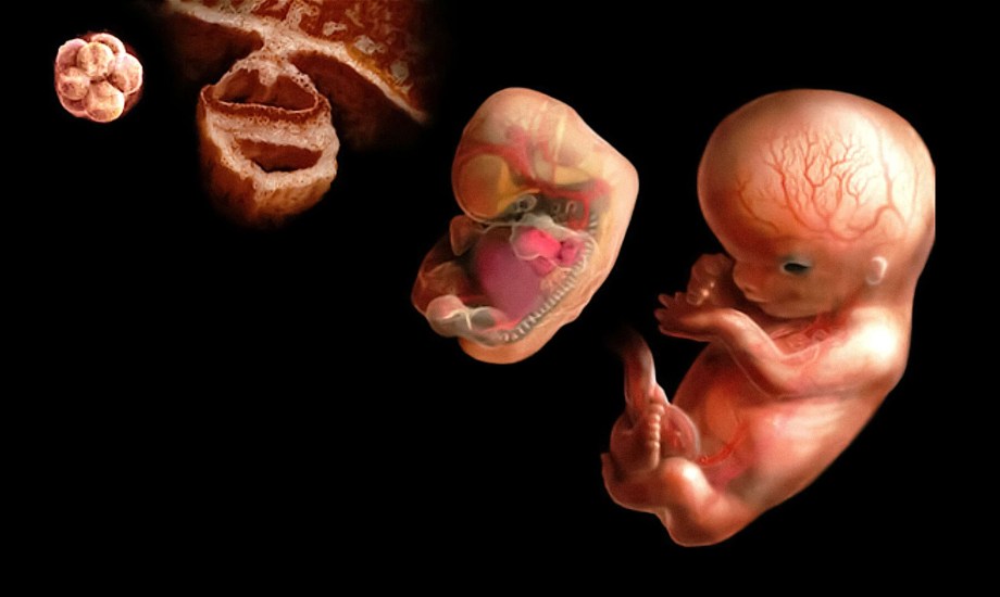 متى يتطور دماغ الجنين؟