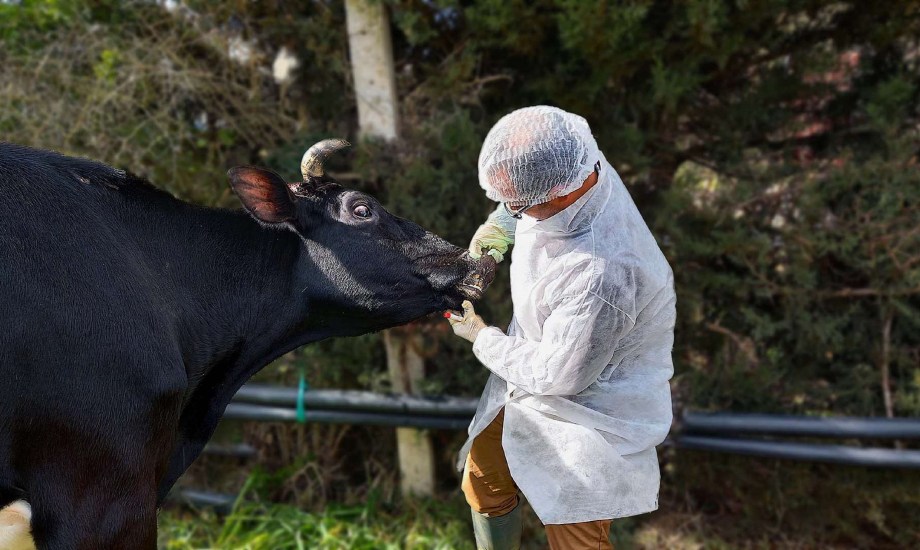طرق انتقال وانتشار الحمى القلاعية