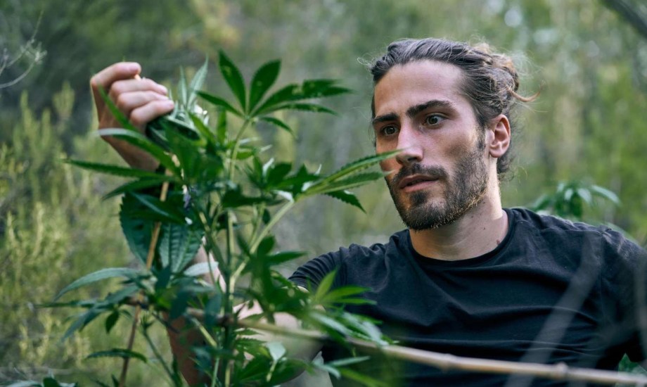 فوائد نبات الكافا للرجال