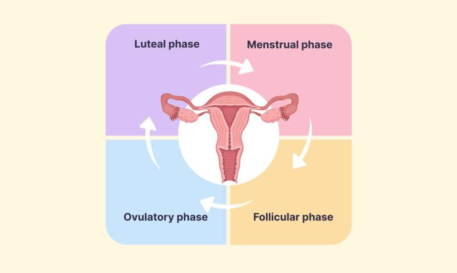 مراحل الدورة الشهرية وأعراضها