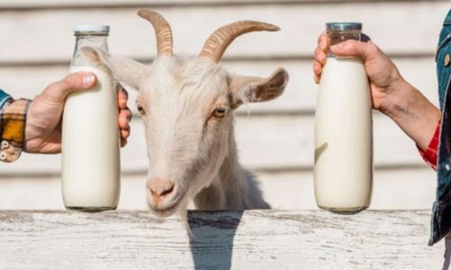 ما هي المخاطر المحتملة لحليب الماعز؟