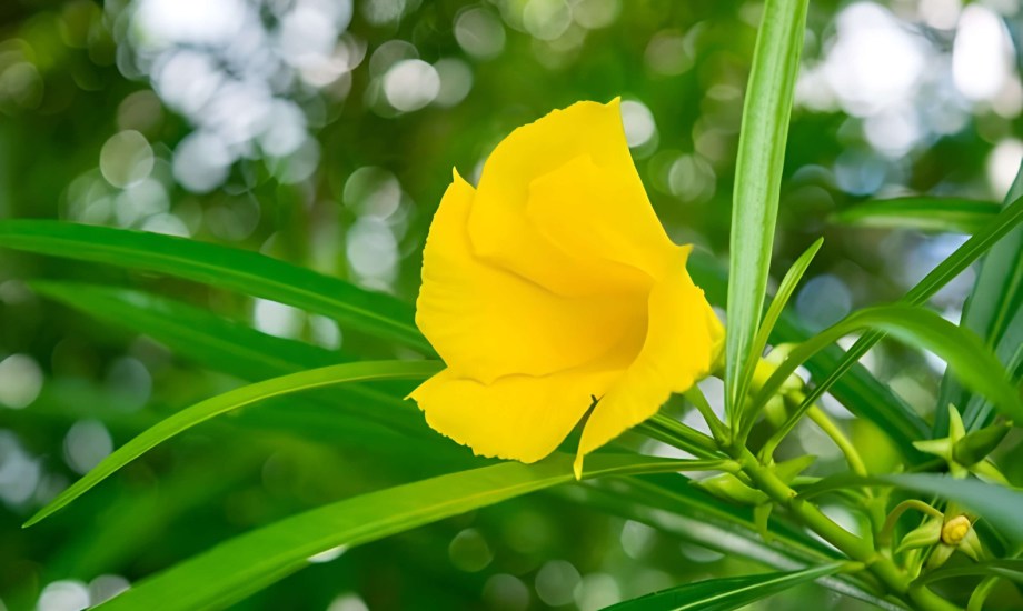 أعراض خطيرة يسببها نبات الدفلي الأصفر